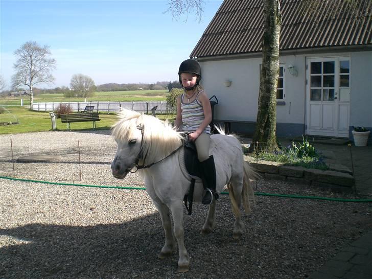 Shetlænder Polle [ Død :( ] - nu skal vi ride xD billede 5
