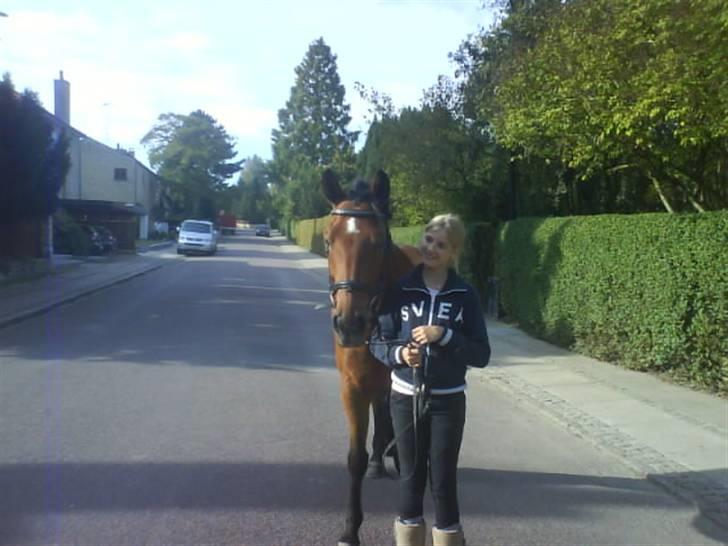 New Forest Vognmandsgårdens Valentin billede 19
