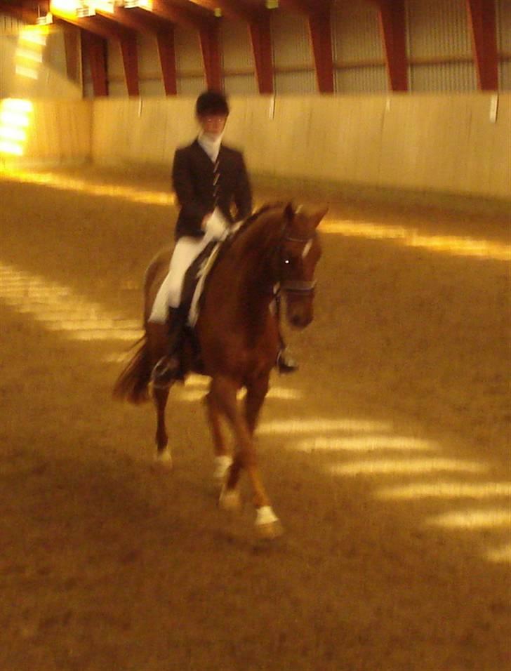 Dansk Varmblod Ellegaard's Chassé - Mig og Chassé i Ølgod LB2 20-09-08 billede 10