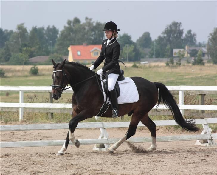 Anden særlig race Mr. Malle - Malles første stævne, Gik super på opvarmning, men rigtig dårligt på banen :) Vi prøver igen en anden gang :D d. 15-08-09 billede 20