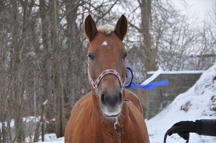 Haflinger Bosse *EUR* - The winner pony :D Vinter 2010 Foto: Stine L billede 2