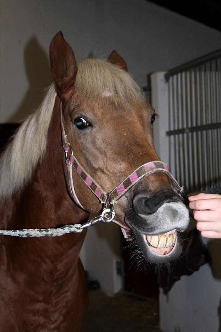 Haflinger Bosse *EUR* - Bosse elsker at smile! :D Efterår 2010 Foto: Stine S billede 3