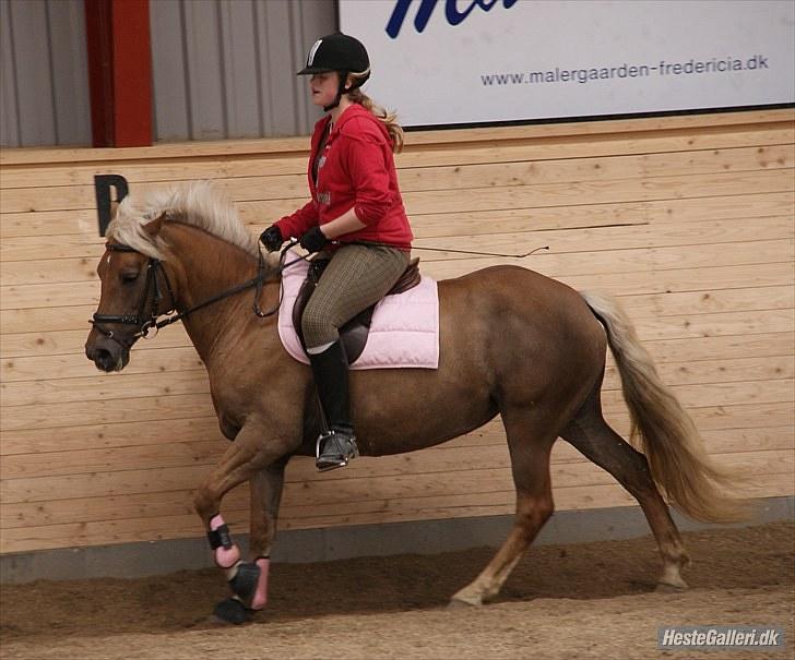 Haflinger Bosse *EUR* - Bosse & Mig træner dressur d. 13/6 2010 :) Sommer 10 Foto: Sandra billede 4