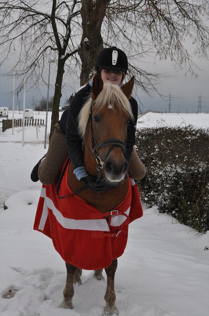 Haflinger Bosse *EUR* - Ude og nyde den første sne :) Efterår 10 Foto: Christina billede 5