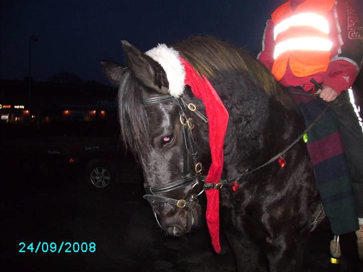 Anden særlig race Snip "Stoffer" Solgt billede 19