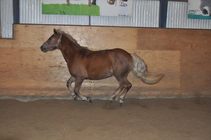 Haflinger Bosse *EUR* - Flying pony, without wings!<3 Vinter 10 Foto: Amanda(mig) billede 6