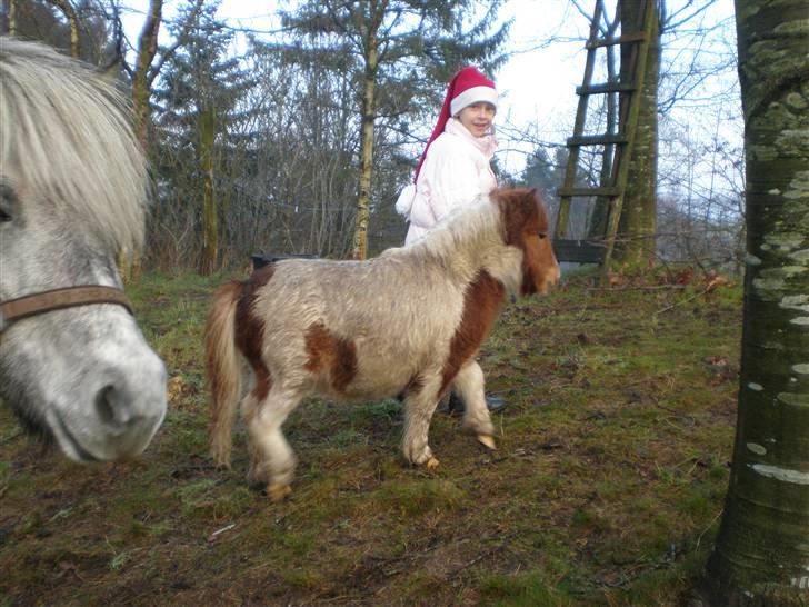 Shetlænder Bella - Bella, Amalie og ? billede 2