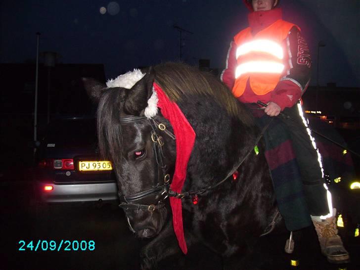 Anden særlig race Snip "Stoffer" Solgt billede 20