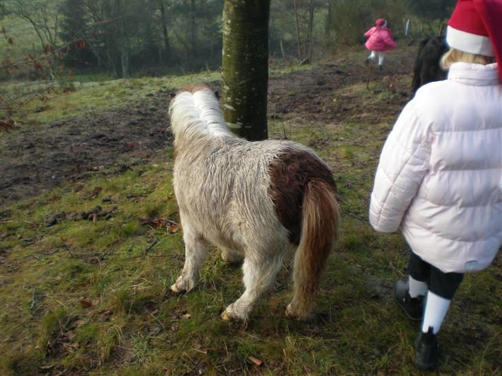 Shetlænder Bella - Har jeg ikke bare den sødeste "plet" bagdel... billede 4