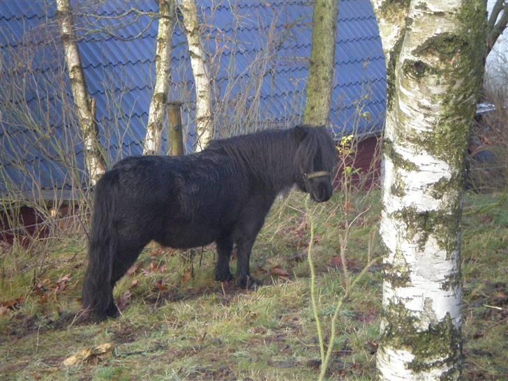 Shetlænder Bella - Min mor. billede 6