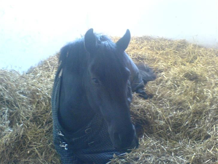 New Forest Hamlet's Merick (solgt) - Merick i boksen. billede 7