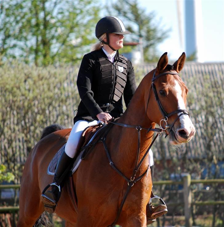 Holstener Campari (solgt til USA) billede 3