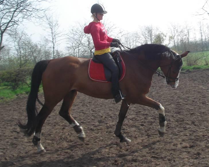 Holstener Campari (solgt til USA) billede 5