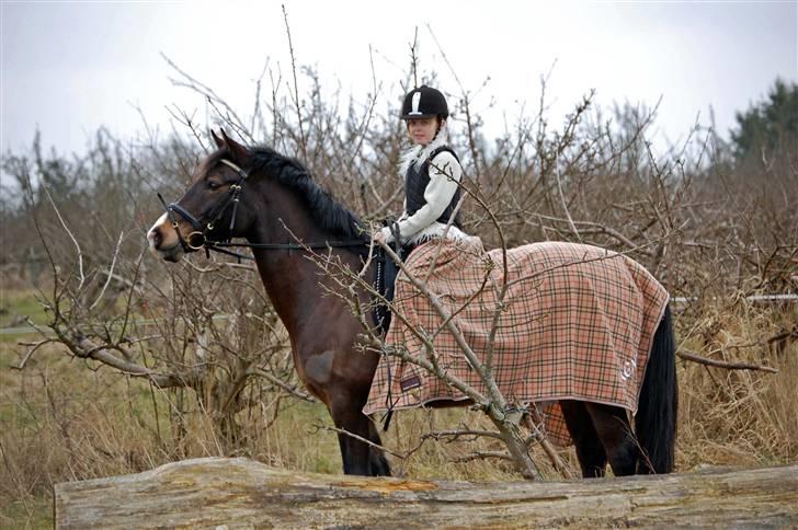 Welsh Cob (sec D) keilkær Agni - frisk forårsdag på bogø. billede 1