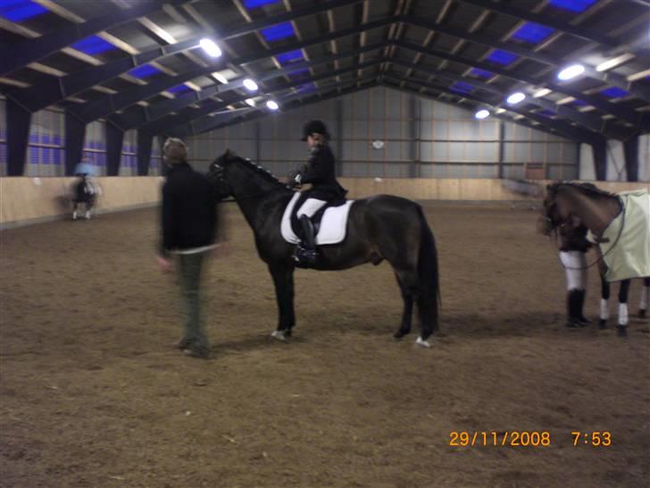 Welsh Cob (sec D) keilkær Agni - for de sidste gode råd inden start af min ridelære. billede 2