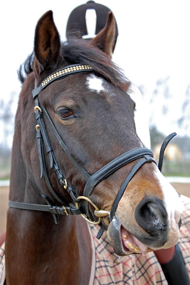 Welsh Cob (sec D) keilkær Agni billede 3