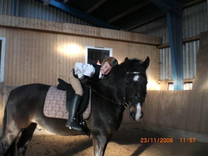 Welsh Cob (sec D) keilkær Agni - her rider min lillebror på ham i ridehuset på min rideskole. billede 4