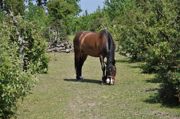 Welsh Cob (sec D) keilkær Agni - På folden i varm sommer dag i juni 09 billede 5