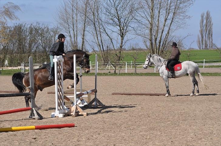 Welsh Cob (sec D) keilkær Agni - spring undervisning  april 2010 billede 6