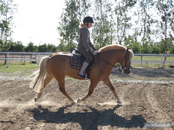 Haflinger Drike billede 4