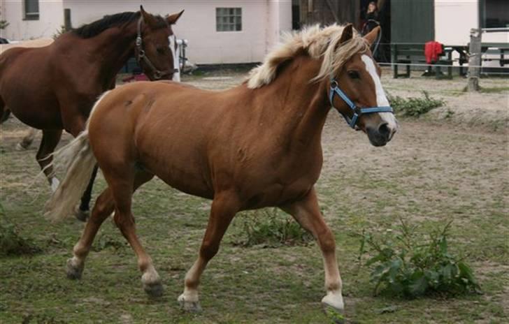 Haflinger Drike billede 7