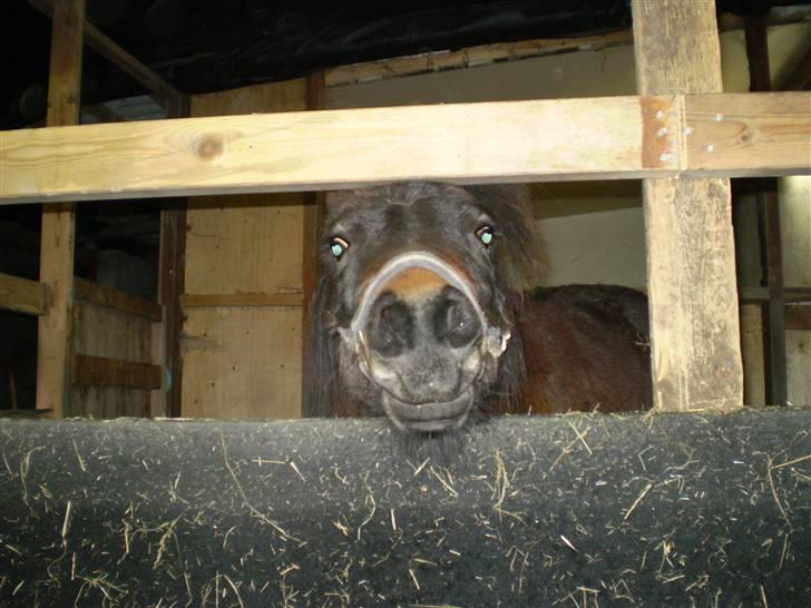 Shetlænder Trold<3 billede 2