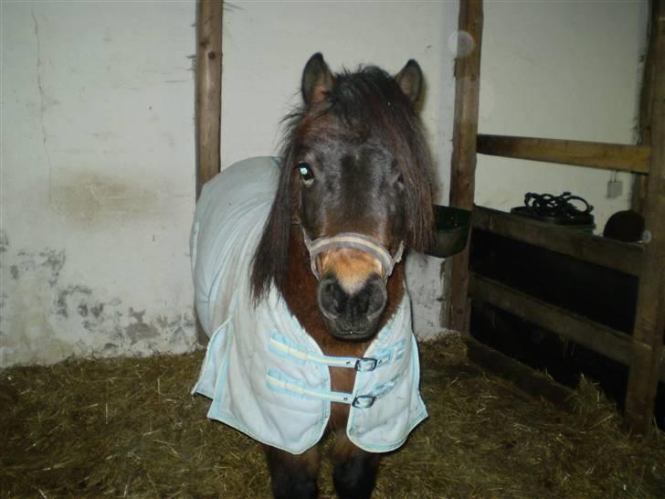 Shetlænder Trold<3 billede 3