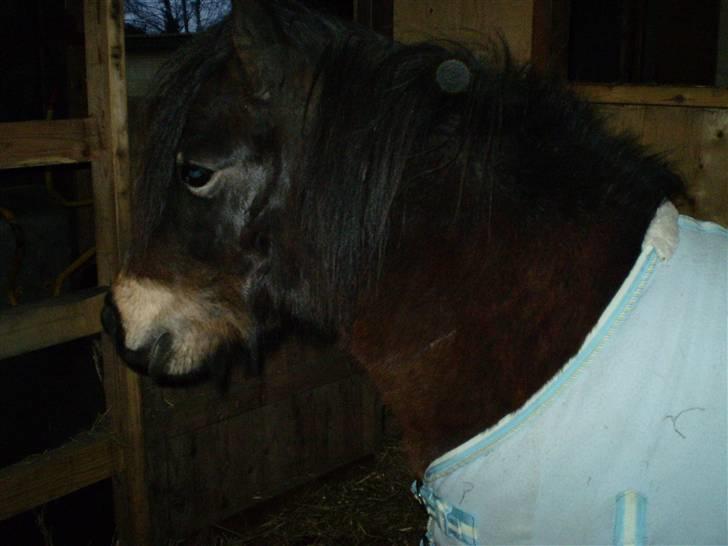 Shetlænder Trold<3 billede 4