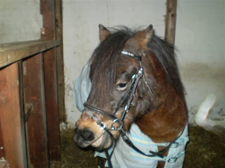 Shetlænder Trold<3 billede 5