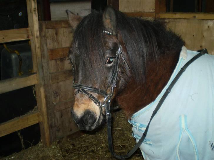 Shetlænder Trold<3 billede 6