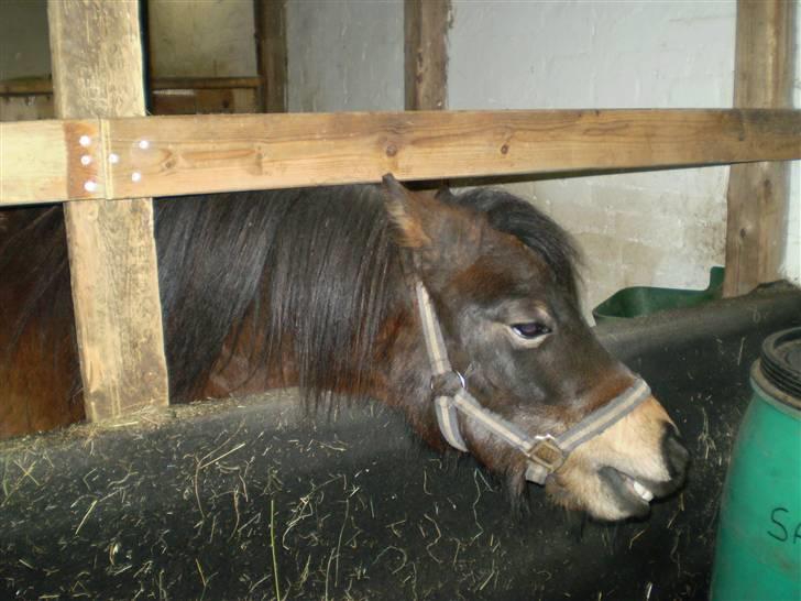 Shetlænder Trold<3 billede 7