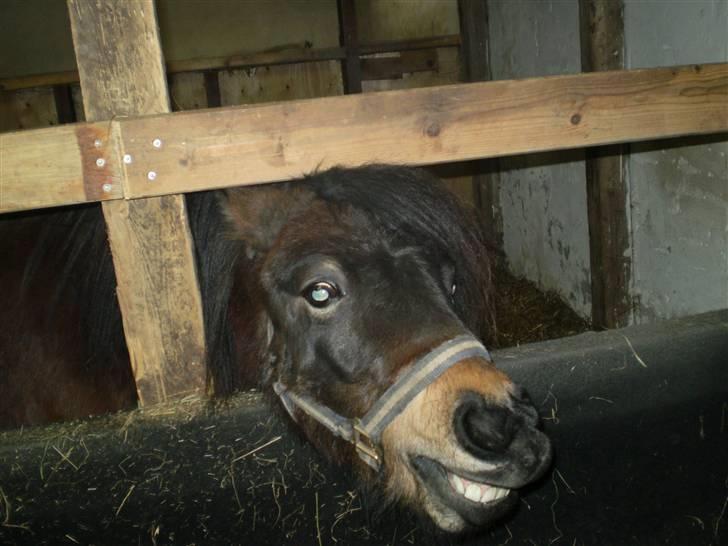 Shetlænder Trold<3 billede 8