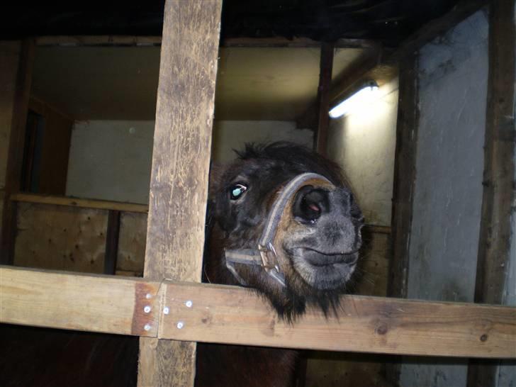 Shetlænder Trold<3 billede 9