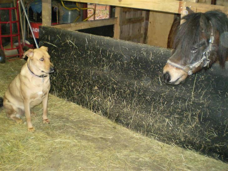 Shetlænder Trold<3 billede 10