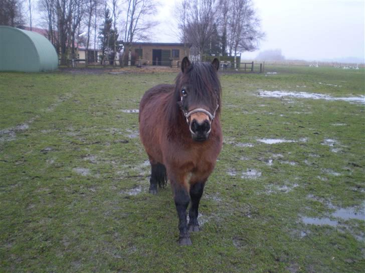 Shetlænder Trold<3 billede 11