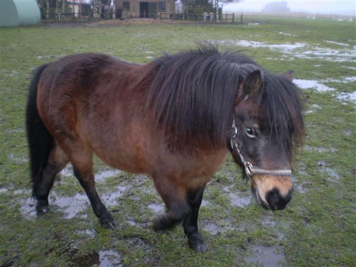 Shetlænder Trold<3 billede 12