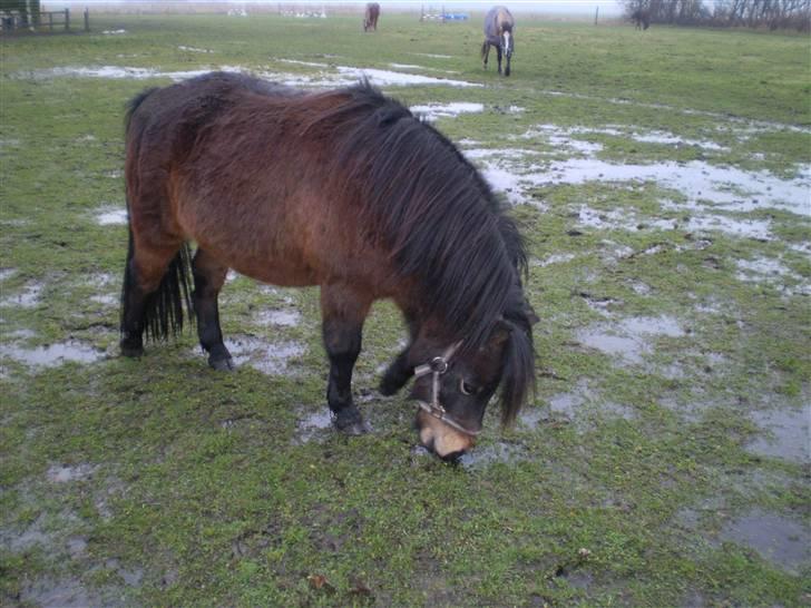 Shetlænder Trold<3 billede 13