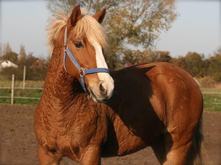 Haflinger Drike billede 11