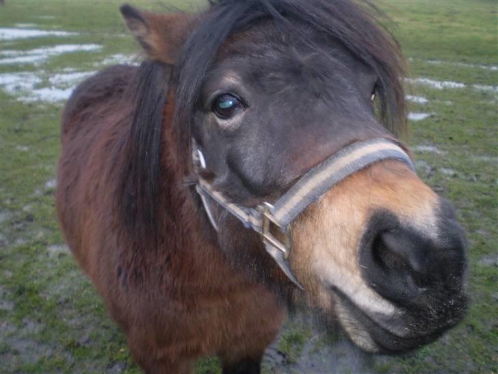 Shetlænder Trold<3 billede 14