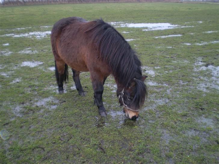 Shetlænder Trold<3 billede 15