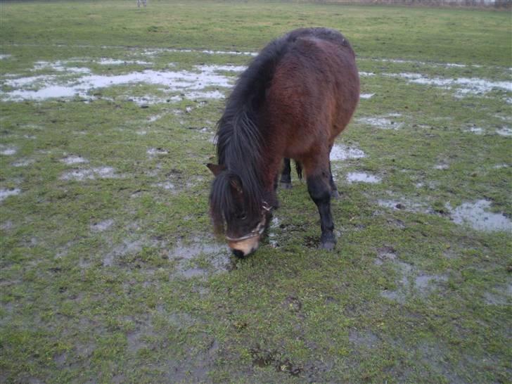 Shetlænder Trold<3 billede 16