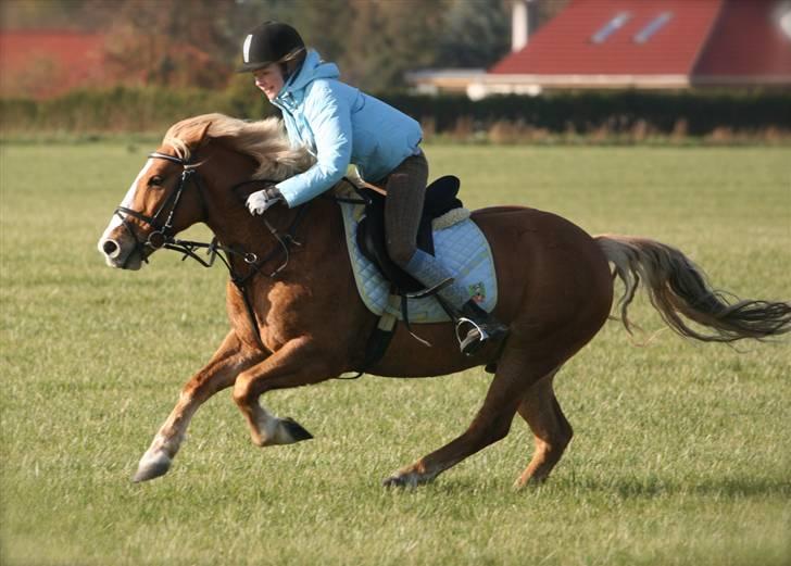 Haflinger Drike billede 12