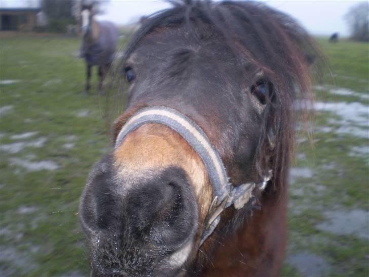 Shetlænder Trold<3 billede 17