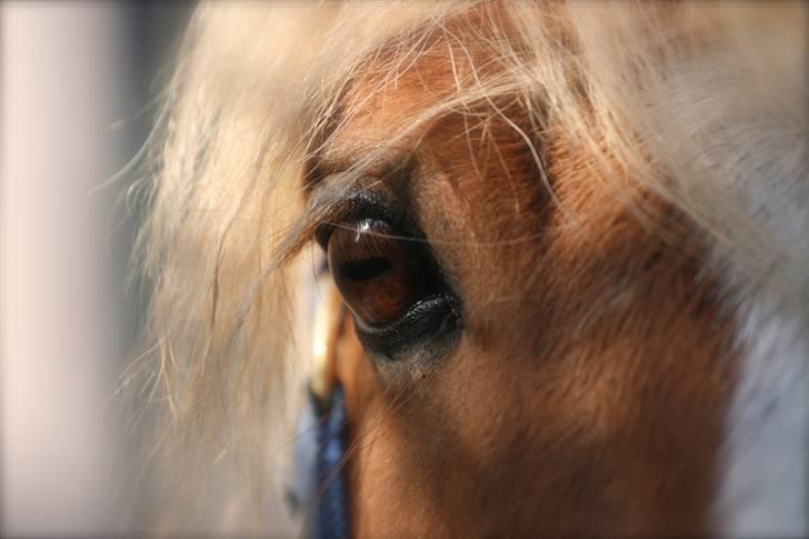 Haflinger Drike billede 13