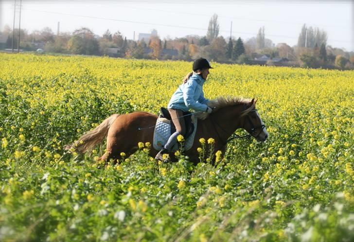 Haflinger Drike billede 16