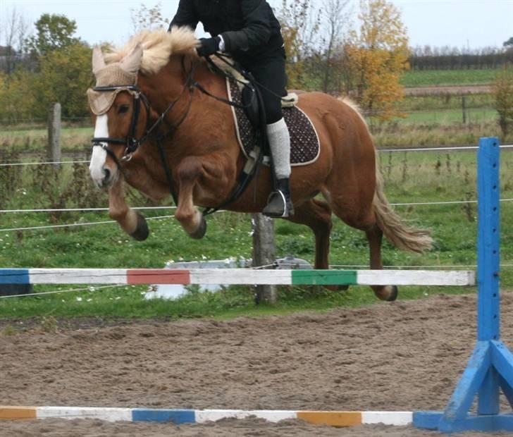 Haflinger Drike billede 17