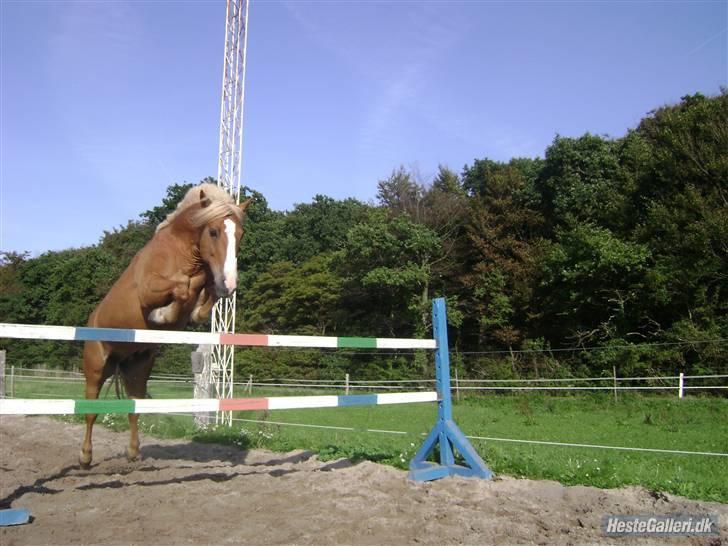 Haflinger Drike billede 19