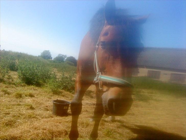 New Forest l Fair Choice Dandy<3:*' - Dandy på folden. fordi at du kommer hen til mig!  - elsker dig, så meget miin skat <33 billede 11