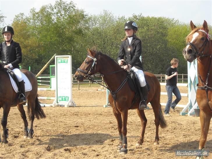 Welsh Pony af Cob-type (sec C) Jackson |SOLGT:'(| - pony du er ubeskrivlig elsket?(: billede 4