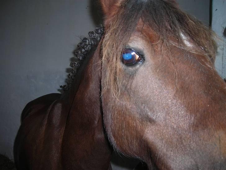 Welsh Pony af Cob-type (sec C) Jackson |SOLGT:'(| - Når du er væk, vil dre mangle en del af mit hjerte -.-´ billede 6